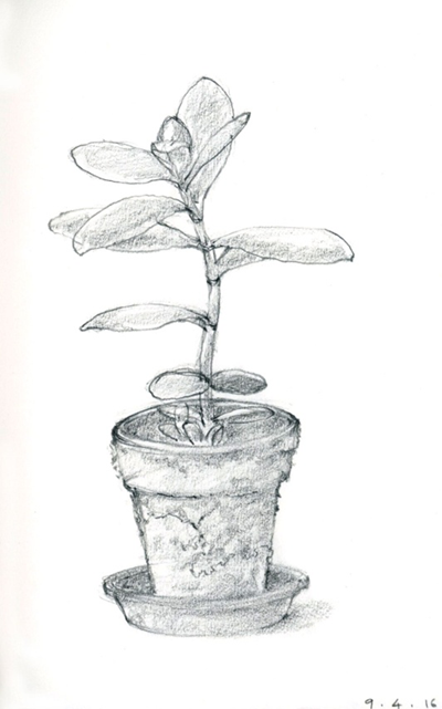Figura 3. Dibujo de una planta en la libreta de esbozos.